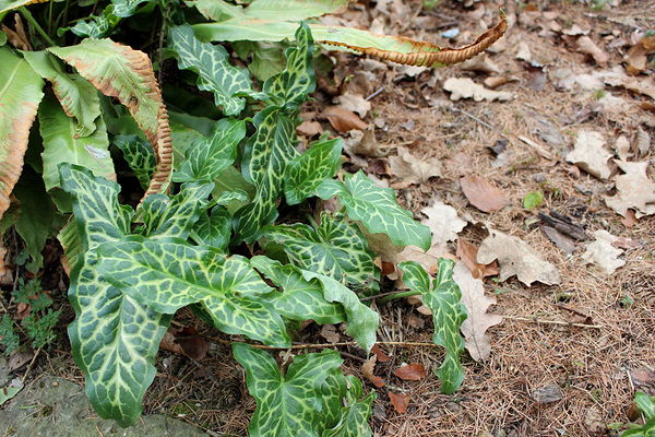 Аруму итальянскому (Arum italicum) европейская зима вовсе не страшна. Достаточно компактное растение с интересной окраской листьев.