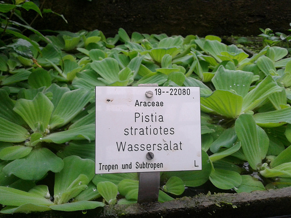 В тропическом климате пистия (Pistia stratiotes) чувствует себя значительно комфортнее.