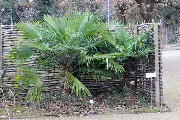 В отличие от пистии некоторые представители семейства Пальмовые (Arecáceae) в условиях европейской зимы чувствуют себя вполне сносно.