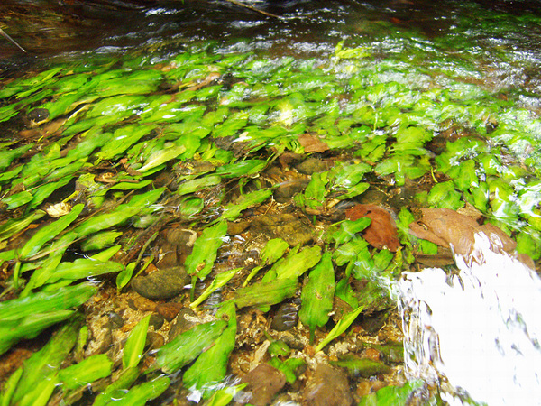 Криптокорина Верштега (Cryptocoryne versteegii var. jayaensis) на мелководье. Берега ручья поросли лишь вторичным лесов, девственные джунгли были вырублены в этом месте давно. Тем не менее, даже на ярком солнечном свете не наблюдается доминирования сине-зеленых водорослей.