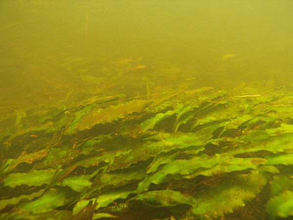 Криптокорина Верштега (Сryptocoryne versteegii var. jayaensis) в реке Ajkwa River в западной части острова Новая Гвинея. Подводный снимок.