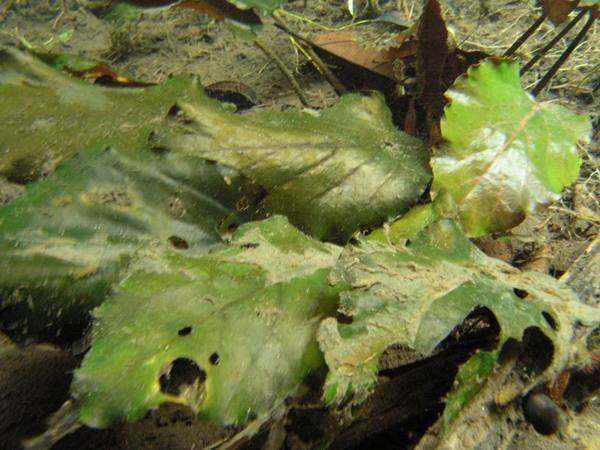 Барклая Мотли (Barclaya motleyi) - типичный представитель водной флоры небольших ручьев Юго-Восточной Азии. Ранее это растение мы встречали на Борнео. На барклае уже можно заметить некоторое количество водорослевых обрастаний.