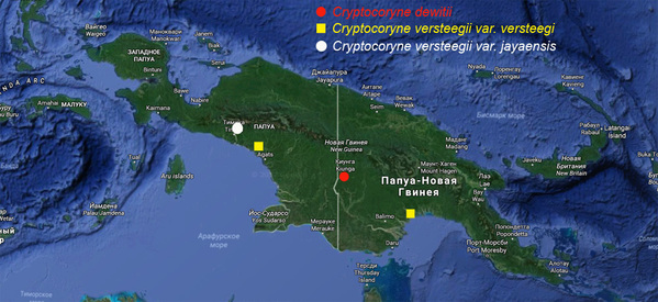 Карта острова Новая Гвинея с указанием мест обитания криптокорин. Криптокорина реснитчатая (Cryptocoryne ciliata) распространена более широко, чем другие виды, поэтому ее данные на карте не приведены. Всего известно 6 документально зафиксированных популяций этой криптокорины на острове.