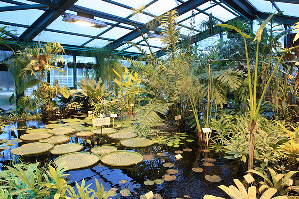 Оранжерея водных тропических растений ботанического сада "Аптекарский огород"  в Москве.
