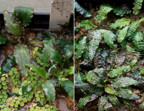 Криптокорина Нура (Cryptocoryne nurii var. raubensis) - слева и Криптокорина родственная (Cryptocoryne affinis) - справа. Обратите внимание на гладкие листья криптокорины Нура и гофрированные у родственной.
