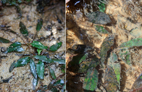 Криптокорина Нура (Cryptocoryne nurii var. nurii). Слева - надводная культура, справа - подводная. В последнем случае скорее всего растение также оказывается иногда над поверхностью воды в зависимости от количества осадков. Обратите внимание на разнообразие окраски листьев растения в зависимости от условий произрастания.