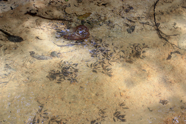 Несколько кустиков Cryptocoryne nurii var. nurii удалось обнаружить под водой на песчаной отмели небольшой лесной реки.