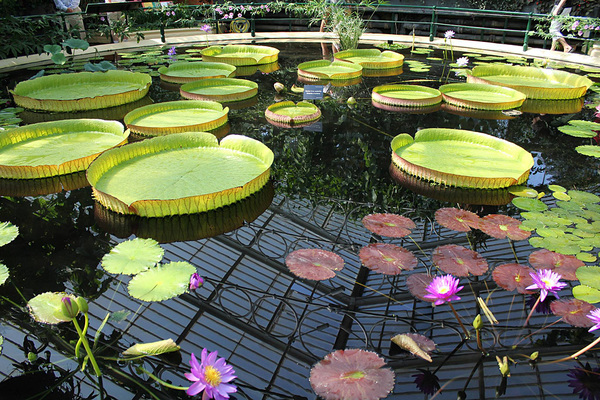 Бассейн с водными растениями в Victoria House Королевских ботанических садов Кью. Как и в большинстве крупнейших ботанических садов мира, центральное место экспозиции занимает Виктория амазонская (Victoria amazonica).