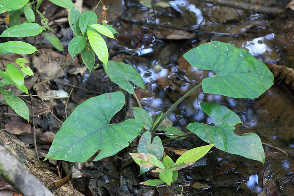 Алоказия (Alocasia puber). Всего в настоящее время известно около 80 видов алоказий. Alocasia puber сравнительно небольшое растение, и, по-видимому, совсем нетребовательно к свету.