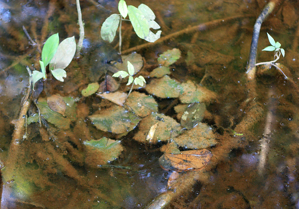 Среду обитания криптокорины сердцелистной (Cryptocoryne cordata var. cordata) можно назвать типичным болотом. Грунт топкий, при перемещении по такой местности лучше держаться корней деревьев.