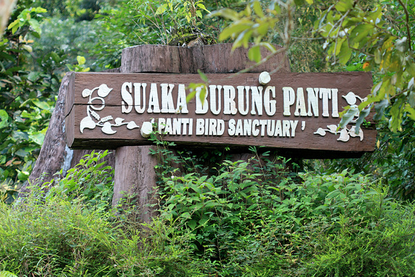 Дом птиц (Panti Bird Sanctuary) уже закрыт для посещения несколько лет. Тем не менее, лес заповедника до сих пор хранит множество тайн природы, одна из которых - криптокорины.