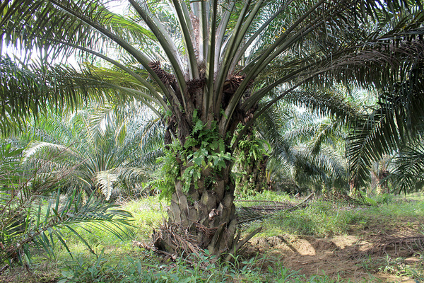 Масличная пальма (Elaeis guineensis). В нескольких метрах от этой пальмы в ручье нами была найдена криптокорина родственная (C. affinis).