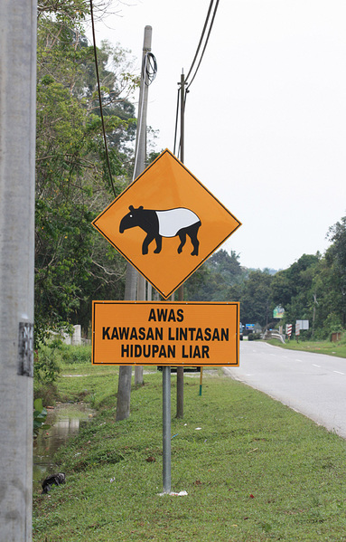 Дорожный знак, предупреждающий о возможном появлении чепрачного тапира (Tapirus indicus). В действительности, если перевести с малайского надпись под знаком, то она гласит о том, чтобы водитель был внимателен, поскольку дорога будет проходить через район дикой живой природы.