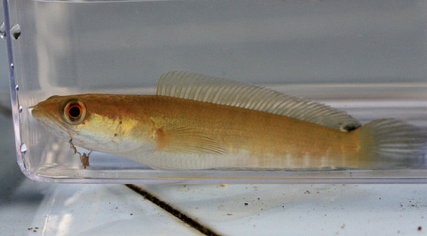 Малек змееголова обыкновенного (Channa striata). Эта рыба имеет в Малайзии промысловое значение. Взрослые экземпляры могут достигать в длину 1 м и 3 кг веса.