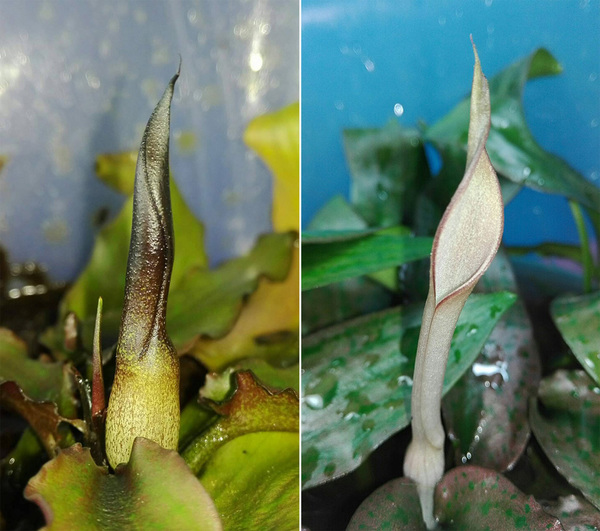 Соцветие криптокорины королевской (Cryptocoryne reginae): слева - в стадии развития, справа - раскрывшееся. Покрывало соцветия практически в точности, как по цвету, так и по форме, напоминает ктриптокорину Твейтса (Cryptocoryne thwaitesii).