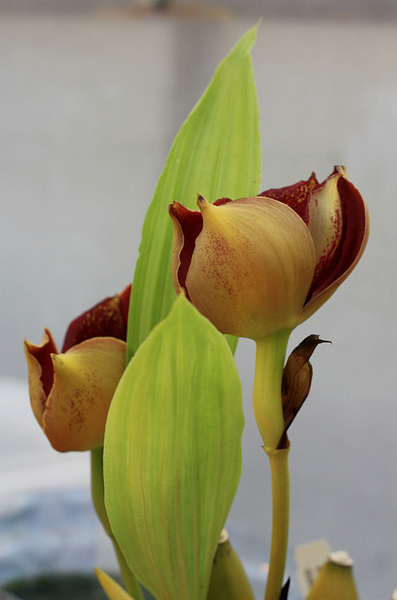 Тюльпановидная орхидея (Anguloa rolfei). Благодаря сильному аромату аниса, это орхидея отправит вас в воспоминания детства, связанного с приемом микстур от кашля типа Пектусина.