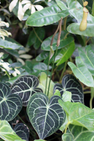 Антуриум хрустальный (Anthurium crystallinum) - очень декоративное растение семейства Ароидные (Araceae) из Центральной и Южной Америки. Несмотря на невзрачные соцветия этот антуриум обладает изумительными по красоте темно-зелеными листьями с белыми жилками.