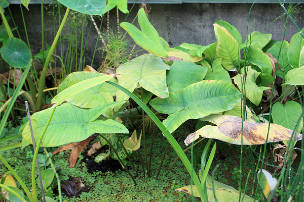 Анубиас (Anubias sp.) Скорее всего, растение является гибридом на основе анубиаса гигантского (Anubias gigantea). На заднем плане также видны листья анубиаса разнолистного (Anubias heterophylla).