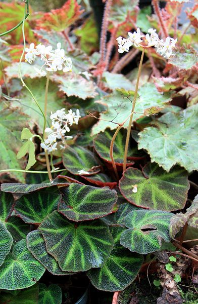 Бегония изменчивая (Begonia soli-mutata) благодаря своим одивительно красивым махровым листьям ничуть не уступает большинству красивоцветущих конкурентов.