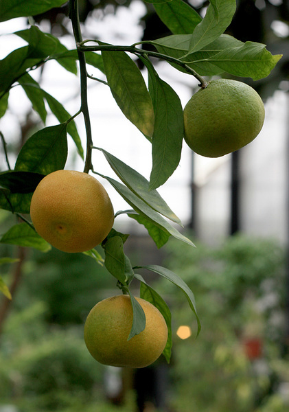 Мандарин (Citrus reticulata) в этих же субтропиках плодоносит полноценными фруктами.