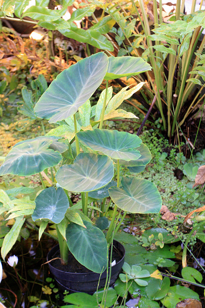 Колоказия съедобное (Colocasia esculenta). Корневища и стебли растения используются жителями тропических регионов в пищу.