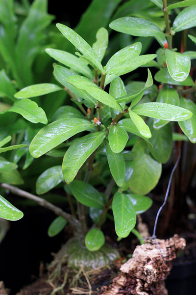 Гиднофитум муравьиный (Hydnophytum formicarum). В природе растение ведет эпифитный образ жизни, питаясь физиологическими выделениями муравьев, которые живут в каудексе.