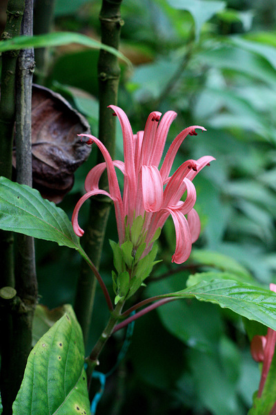 Якобиния Поля (Jacobinia pohliana) является синонимом Юстиции телесной (Justicia carnea). Розовая красотка с атлантического побережья Бразилии.