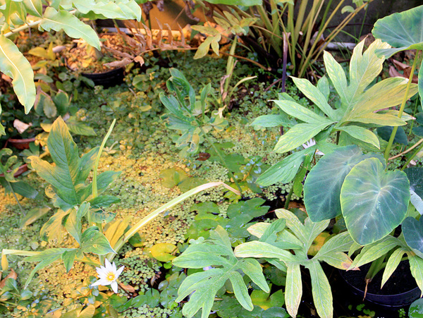 Перистые листья принадлежат Лазии колючей (Lasia spinosa), обитательнице рек и канав Южной и Юго-Восточной Азии.