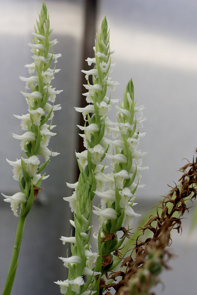 Одна из немногих орхидей, способных расти в аквариуме - Скрученник поникший (Spiranthes cernua). Активно цветет в ботаническом саду Нижнего Новгорода в течении всего лета.