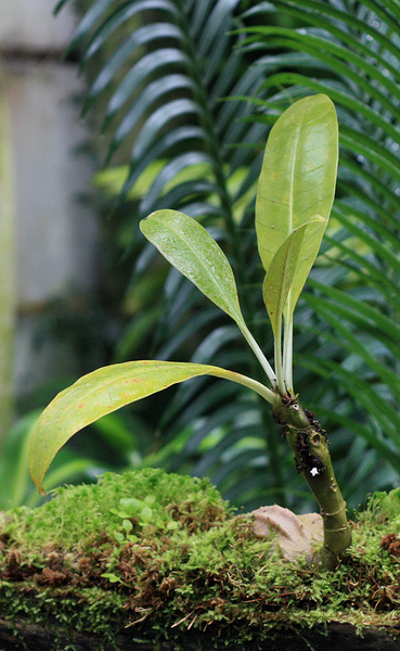 Мирмекодия (Myrmecodia armata) - типичный мирмекофит из семейства Мареновые (Rubiaceae). Даже взрослые экземпляры не превышают в высоту 30 см, и поэтому могут быть рекомендованы для содержания на подоконнике в обычной квартире.