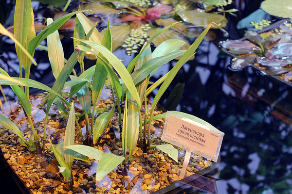 Лагенандра пропущенная (Lagenandra praetermissa) - эндемик Шри-Ланки, близкий родственник Лагенандры яйцевидной (Lagenandra ovata). Все растения выращены из семян, привезенных из экспедиции.