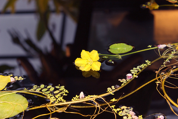 Непритязательное на первый взгляд водное растение Болотноцветник щитолистный (Nymphoides peltata) с невзрачными редкими плавающими на поверхности листьями элегантно цветет крупными желтыми соцветиями.