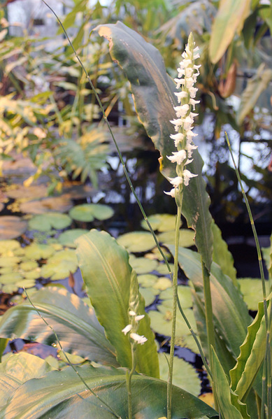 Соцветия водной орхидеи - Скрученник поникший (Spiranthes cernua).