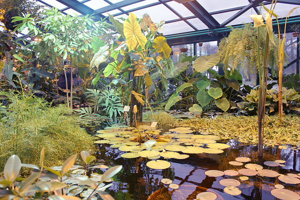 Центральный бассейн с водными растениями в Викторной оранжерее ботанического сада МГУ "Аптекарский огород"
