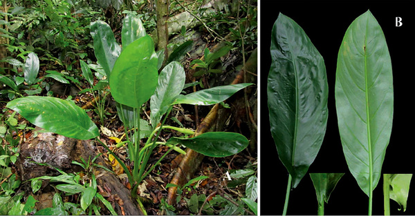 Вьетнамоказия Дау (Vietnamocasia dauae) в природе (А). Листовая пластина (B) растения имеет небольшие ушки у своего основания.