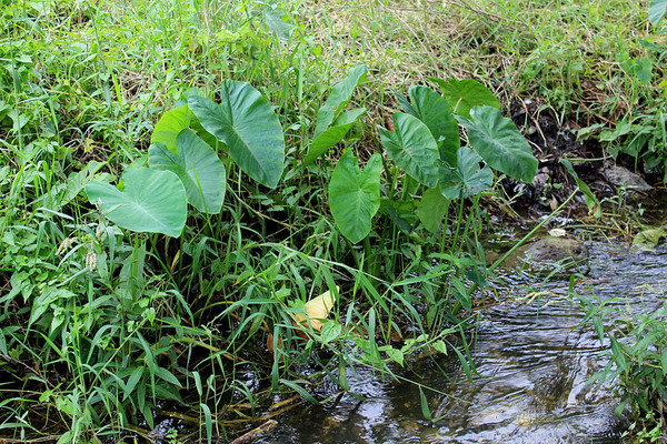 Колоказия съедобная (Colocasia esculenta) - единственный представитель растений семейства Ароидные, который удалось обнаружить в ручье. В азии это растение также называют "Таро" и его корневища используют в пищу