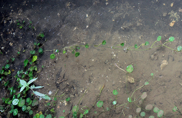 На данной фотографии побеги Щитолистника обыкновенного (Hydrocotyle vulgaris) растянулись по течению ручья. Побеги неразветвленные, что отличает его от другого вида - Щитолистника мутовчатого (Hydrocotyle verticillata)