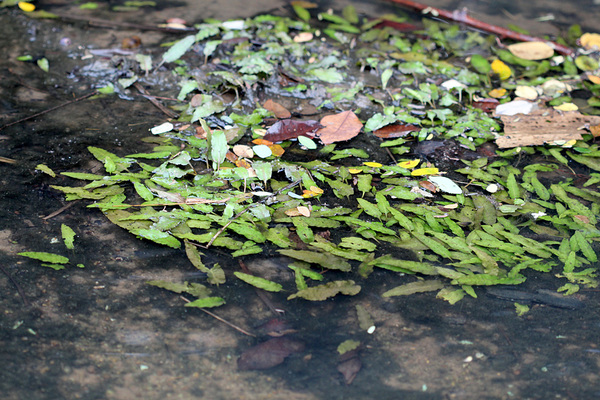 Криптокорина Вендта (Cryptocoryne wendtii) в канале, построенного на основе небольшой речки Girithala Ala. "Ala" - в переводе с сингальского языка означает "маленькая река".