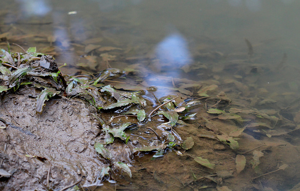 В условиях глинисто-илистого грунта и очень слабого течения листья криптокорины Вендта (Cryptocoryne wendtii) покрываются налетом из частиц грунта.