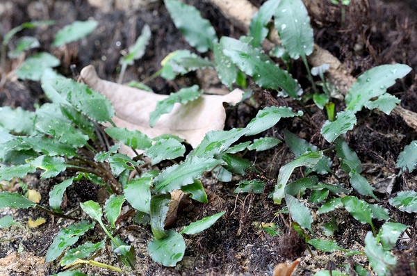 Зеленая форма криптокорины Вендта (Cryptocoryne wendtii) с заостренными листьями.