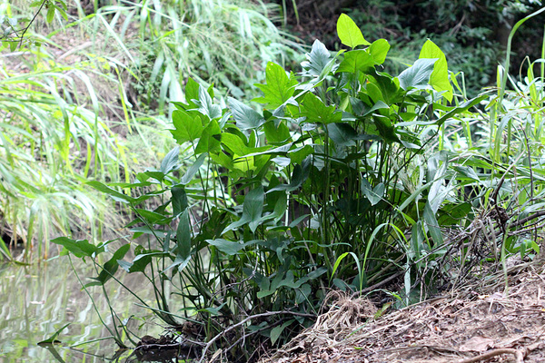 Неотенная форма Лазии колючей (Lasia spinosa) широко распространена на Шри-Ланке. В отличие от обычной формы, эта разновидность образует лишь треугольные нерассеченные листья.