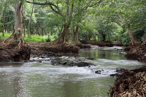 Река Миннерия (Minneriya River) - одна из крупных рек Шри-Ланки с сильным течением. Удивительное по красоте место. Криптокорина Вендта (Cryptocoryne wendtii) здесь растет по берегам только в эмерсной культуре.