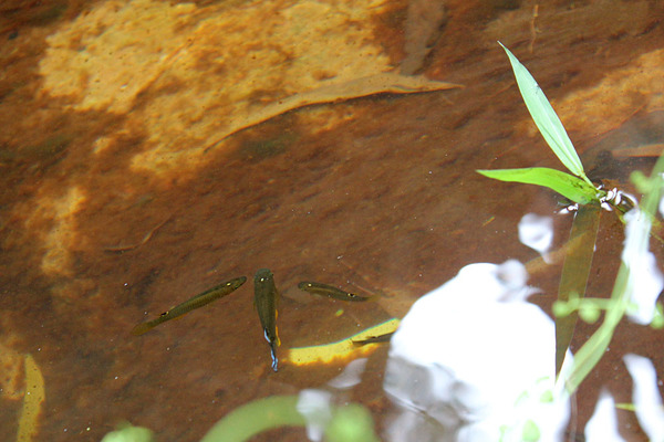 Щучки (Aplocheilus panchax) широко распространены на вьетнамском острове Фукуок. Встречаются они на участках рек вблизи морского побережья. В англоязычной литературе этих рыб также еще называют как "Голубой панхакс (Blue</a></p>... </span> </li> </ul> <input type=