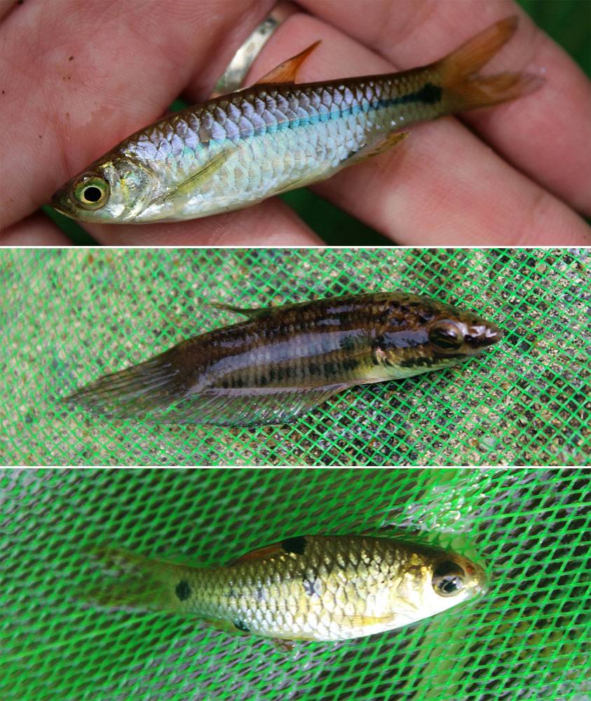 Сверху вниз: Rasbora paviana, Betta sp. и Barbodes сf. aurotaeniatus. Phu Quoc National Park, Viet Nam.
