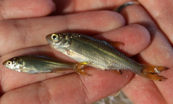 Помимо аплохейлуса здесь нами также были выловлены неизвестные нам серебристые рыбки. Возможно, это молодь Ilisha megaloptera.
