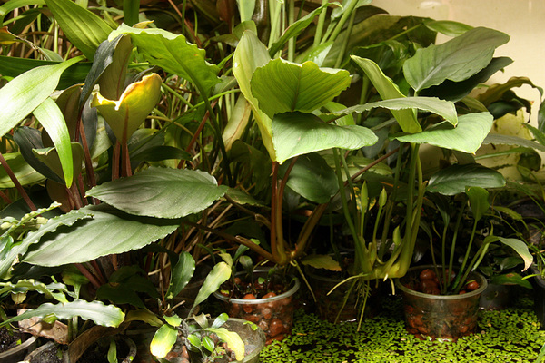 Фуртадоа суматранская (Furtadoa sumatrensis) в теплице. Известны две формы растения: красная (слева) и зеленая.