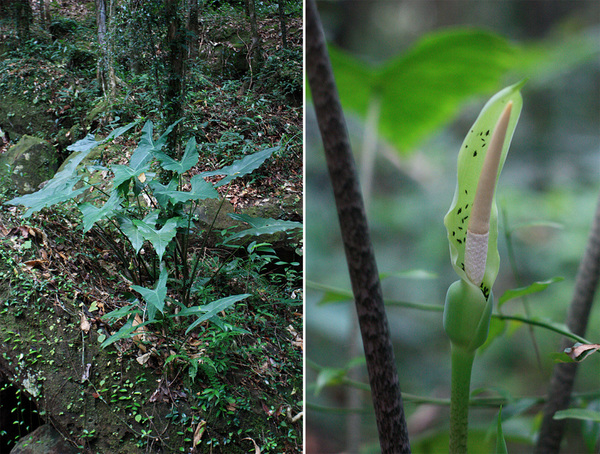 Данный экземпляр алоказии длиннолопастной (Alocasia logiloba) был обнаружен нами в национальном парке Phu Quoc National Park. Небольшие жучки, питаясь цветочными выделениями, попутно опыляют растения, перенося пыльцу с мужских цветков к женским.
