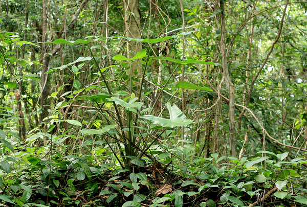 Алоказия длиннолопастная (Alocasia logiloba) - один из ярких представителей ароидной флоры острова Фукуок (Вьетнам).