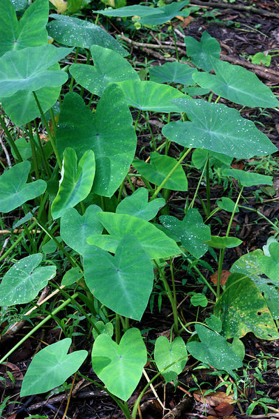 Молодые кустики колоказии съедобной (Colocasia esculenta). Phu Quoc, Viet Nam.