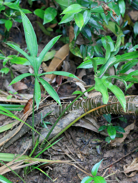 Лазия колючая (Lasia spinosa). Совершенно по разному воспринимается это растение в природе и в ботанических садах, где на питательном грунте лазия образует пышные заросли высотой более метра. 